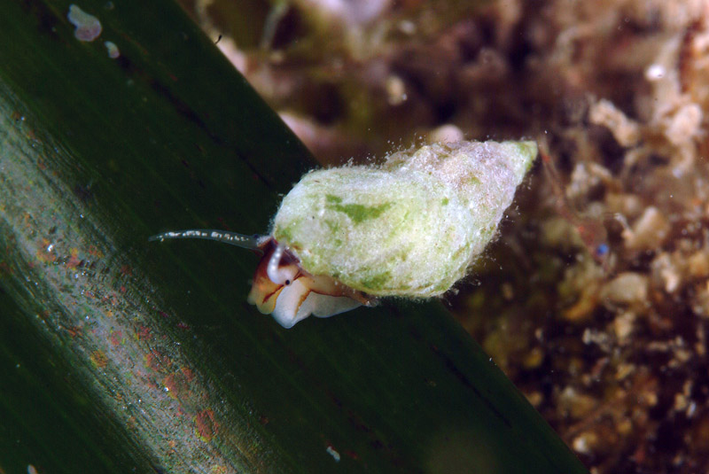 PROSOBRANCHI - Sopra le foglie di posidonia